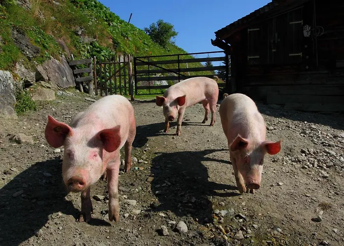 Stockinger A1 דירה גרוסארל